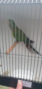 Barraband parkieten wildkleur en bont, Meerdere dieren, Parkiet, Geringd