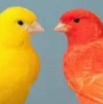 Gezocht gouldemadine en kanarie poppen, Dieren en Toebehoren, Vogels | Kanaries