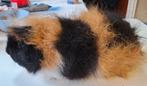 CH Teddy beer zwart rood wit, Dieren en Toebehoren, Cavia, Mannelijk, Januari, Tam