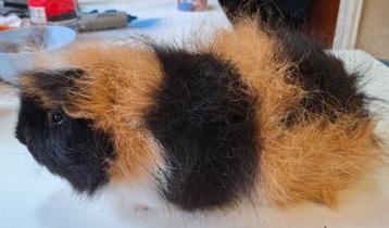 CH Teddy beer zwart rood wit  beschikbaar voor biedingen