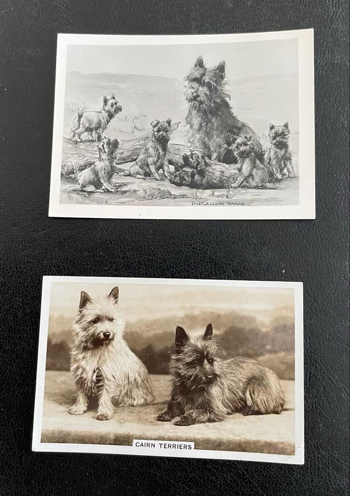 Cairn Terrier Verzameling, Verzamelen, Ansichtkaarten | Buitenland, Ongelopen, Engeland, 1920 tot 1940, Ophalen of Verzenden