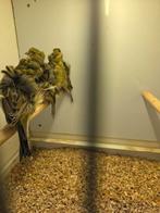 Mehringer, Dieren en Toebehoren, Meerdere dieren, Kleurkanarie