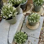 Kunstplanten met potten - Diverse soorten, Overige soorten, Vaste plant, Ophalen of Verzenden, Bloeit niet