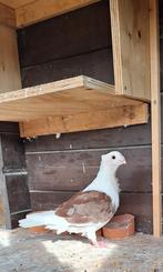 Oud hollandse meeuw, Dieren en Toebehoren, Vogels | Duiven, Vrouwelijk, Overige soorten