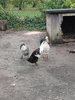 Indische loopeenden, Meerdere dieren, Eend