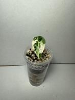 Alocasia frydek variegata (1), Huis en Inrichting, Kamerplanten, Ophalen of Verzenden, Halfschaduw, Minder dan 100 cm