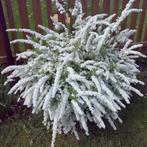 **ACTIE** Spirea cinerea grefsheim, spierstruik wit, Ophalen of Verzenden, Overige soorten, Struik, Minder dan 100 cm
