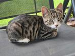 Lieve  aanhankelijke tijger kittens en een zwart wit kitten, Dieren en Toebehoren, Katten en Kittens | Overige Katten
