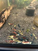 Skittel mix neocaridina garnaal, Kreeft, Krab of Garnaal, Zoetwatervis, Schoolvis