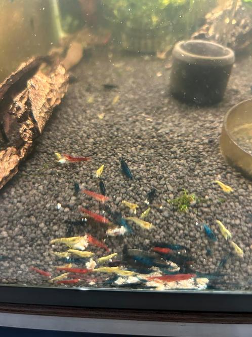 Skittel mix neocaridina garnaal, Dieren en Toebehoren, Vissen | Aquariumvissen, Zoetwatervis, Kreeft, Krab of Garnaal, Schoolvis