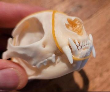 Mooie schedels van een kat / poes Taxidermie cat Skull beschikbaar voor biedingen