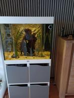 Piranhas, Dieren en Toebehoren, Vis