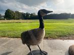 Opgezette Canadese Gans - Prachtig Decoratiestuk, Ophalen, Nieuw, Opgezet dier