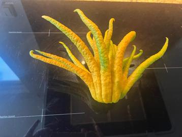 Vrucht,Buddha's vinger beschikbaar voor biedingen