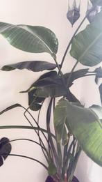 Strelitzia Nicolai (Paradijsvogelplant) te koop, Ophalen, Overige soorten, Halfschaduw, In pot