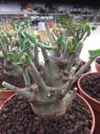 Caudex Adenia Spinosa uit Zuid Afrika 15cm pot., Huis en Inrichting, Kamerplanten, Overige soorten, Minder dan 100 cm, Ophalen of Verzenden