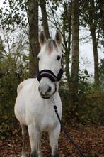 Lief paard te koop., Dieren en Toebehoren, Paarden, Ruin, Zadelmak, 160 tot 165 cm, 11 jaar of ouder
