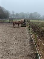 Plekje vrij op 24/7 paddock in Bennekom, Dieren en Toebehoren, Stalling en Weidegang, Weidegang, 2 of 3 paarden of pony's