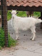 Nederlandse geitenbok, Dieren en Toebehoren, Schapen, Geiten en Varkens, Mannelijk, Geit, 0 tot 2 jaar