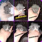 5 Ragdoll/maincoon kittens, Dieren en Toebehoren, Meerdere dieren, Ontwormd, 0 tot 2 jaar