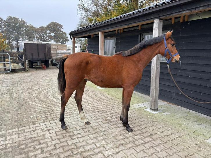 Jaarling hengst Novian ,tevens nog 2 jaarling hengsten, Dieren en Toebehoren, Paarden, Hengst, Niet van toepassing, Minder dan 160 cm