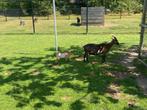 Prachtige stamboek dwerggeit met lammetje, Dieren en Toebehoren, Schapen, Geiten en Varkens, Vrouwelijk, Geit