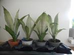 sanseveria lucht zuiverende plant licht blad soort, Overige soorten, In pot, Minder dan 100 cm, Groene kamerplant