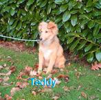 Sheltie Pup, Sheltie Welpe, Dieren en Toebehoren, Sheepdog, Particulier, 15 weken tot 1 jaar, Reu