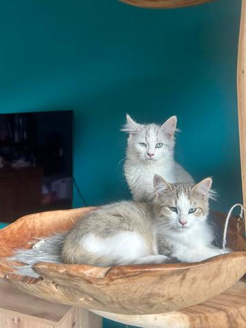 Siberische kittens, 2 keer gevaccineerd, gechipt beschikbaar voor biedingen