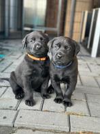 Prachtige Herder x Labrador pups, Dieren en Toebehoren, Rabiës (hondsdolheid), Reu, 8 tot 15 weken, Meerdere