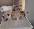 Ragdoll kittens MOGEN WEG!, Meerdere dieren, Ontwormd, 0 tot 2 jaar