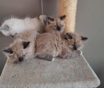 Ragdoll kittens MOGEN WEG! beschikbaar voor biedingen