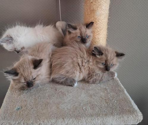 Ragdoll kittens MOGEN WEG!, Dieren en Toebehoren, Katten en Kittens | Raskatten | Langhaar, Meerdere dieren, 0 tot 2 jaar, Ontwormd