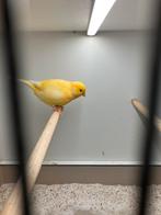 Mooie gele kanaries, Meerdere dieren, Kleurkanarie