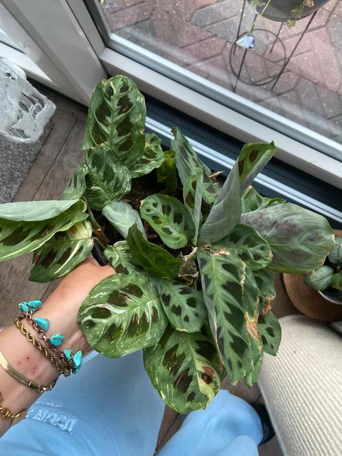 Marantha kerchoveana stekken, Huis en Inrichting, Kamerplanten, Overige soorten, Minder dan 100 cm, Ophalen of Verzenden