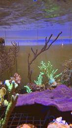 Gorgoon paar koraal Zeewater aquarium, Overige typen, Zoutwatervis