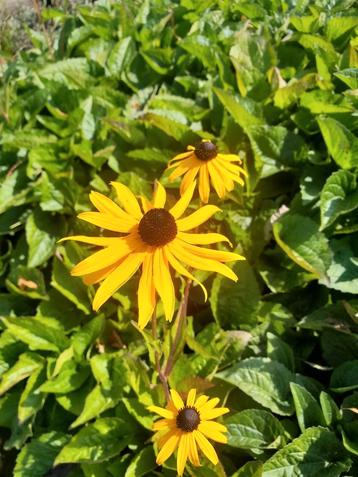 Rudbeckia goldsturm zonnehoed  beschikbaar voor biedingen
