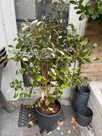 Ananasguave - Acca sellowiana, Ophalen, Volle zon, Vaste plant, Zomer