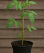 Tomaten planten, Ophalen, Volle zon, Groenteplanten, Eenjarig