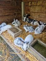 Prachtige zuivere rex konijnen, Dieren en Toebehoren, Konijnen, Meerdere dieren, Middelgroot, 0 tot 2 jaar