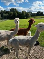 Alpacas, alpaca merrie, merrie, alpaca, Dieren en Toebehoren, Overige Dieren, Augustus, Vrouwelijk