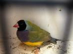 Gould amadine cinnamon man, Dieren en Toebehoren, Vogels | Overige Vogels, Mannelijk, Tropenvogel