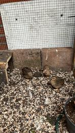Chinese kwartel hennen, Dieren en Toebehoren, Vogels | Overige Vogels, Vrouwelijk