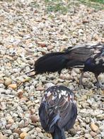 phoenix haantjes, Mannelijk, Kip