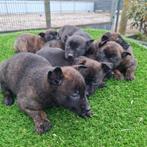 Te koop leuke Hollandse Herder pups, Dieren en Toebehoren, Nederland, Overige rassen, CDV (hondenziekte), 8 tot 15 weken