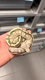 Pastel mojave ghi desert ghost ball python, Slang, 0 tot 2 jaar