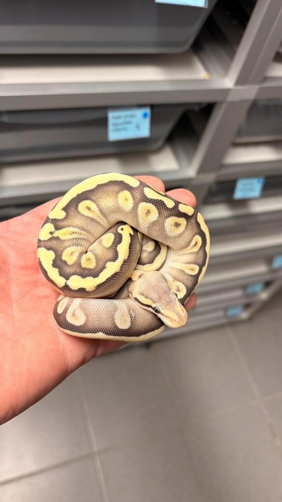 Pastel mojave ghi desert ghost ball python