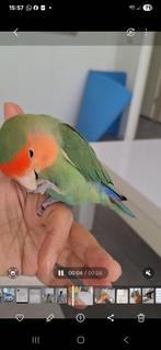 Oppas voor onze dwergpapegaai, Dieren en Toebehoren, Vogels | Parkieten en Papegaaien, Vrouwelijk, Dwergpapegaai of Agapornis