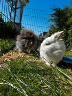 Nieuw huisje gezocht! 2 konijntjes Incl buitenhok, Dieren en Toebehoren, Meerdere dieren, Klein, 0 tot 2 jaar