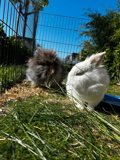Nieuw huisje gezocht! 2 konijntjes Incl buitenhok, Dieren en Toebehoren, Konijnen, Klein, Meerdere dieren, 0 tot 2 jaar